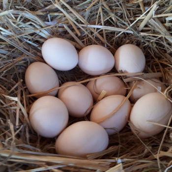 Eier von glücklichen hünern